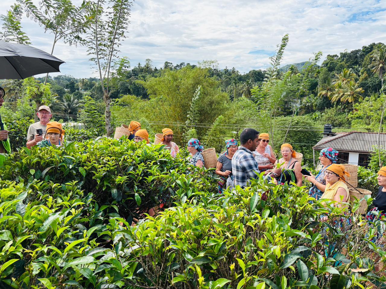 Team tea plantation Experience